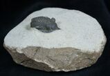 Inch long Pseudocryphaeus (Cryphina) Trilobite #1600-1